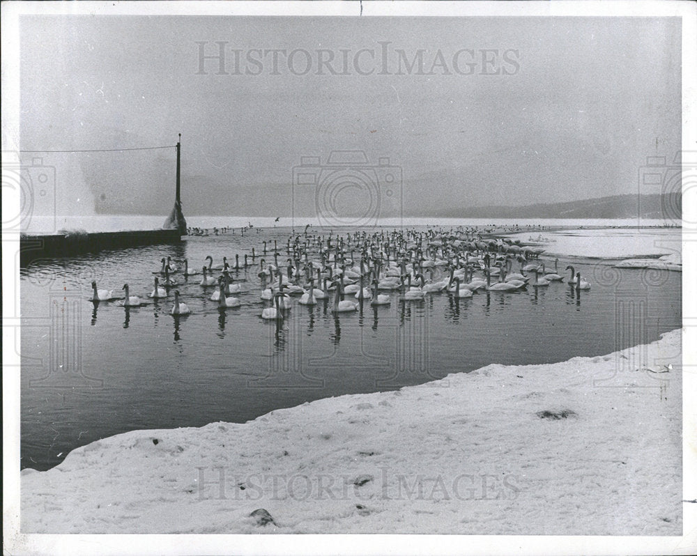 1971 Press Photo Swans Animals Nature  - Historic Images