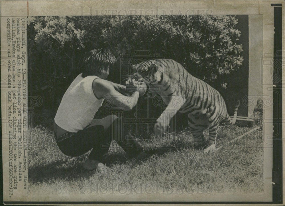 1972 Press Photo Actor Steve Hawkes plays Tiger Lion - Historic Images