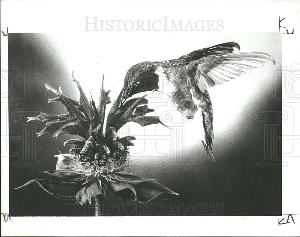 1991 Press Photo Hummingbird - Historic Images
