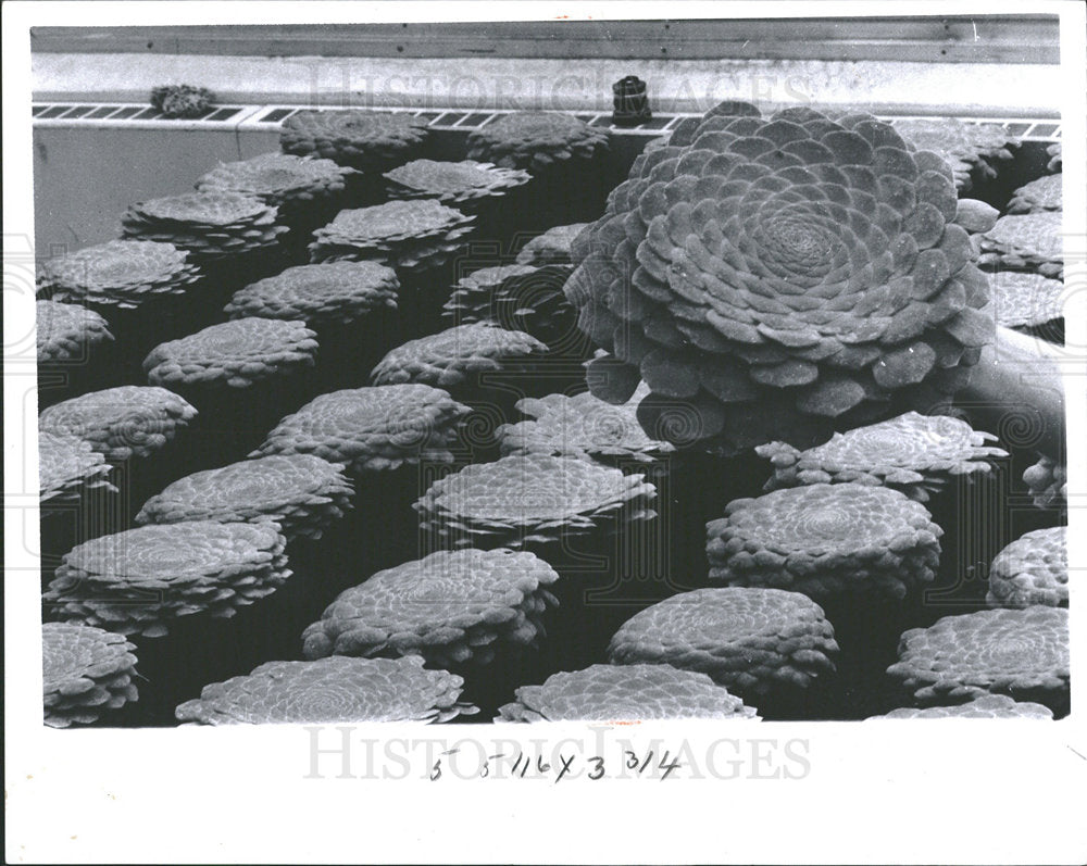 1965 Press Photo Univ Michigan Botanical Gardens Flower - Historic Images