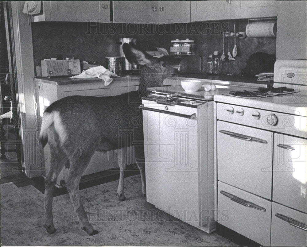 1968 Press Photo Pet Deer In House Kitchen DeRezza - Historic Images