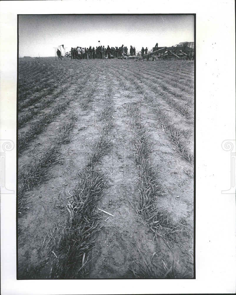 1977 Press Photo Sale on drought-parched wheat field - Historic Images