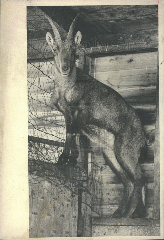 1980 Press Photo Himalayan Tahr  - Historic Images