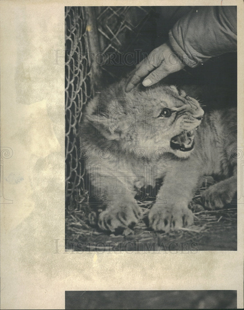 1980 Press Photo ROBERT HAWKINS LION - Historic Images