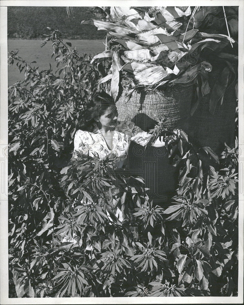 1955 Painstlhias plants - Historic Images