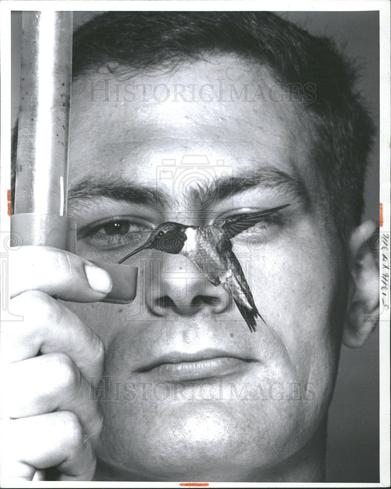 1961 Press Photo Humming bird Delicate Delights - Historic Images