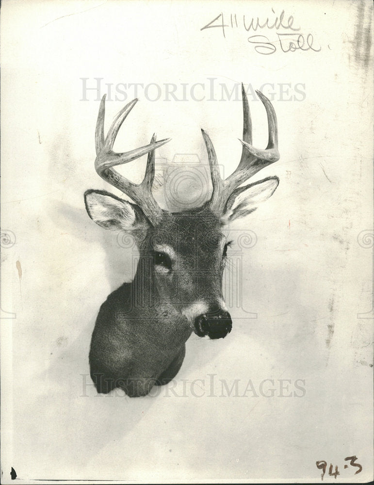 1934 Press Photo Animals Deer - Historic Images