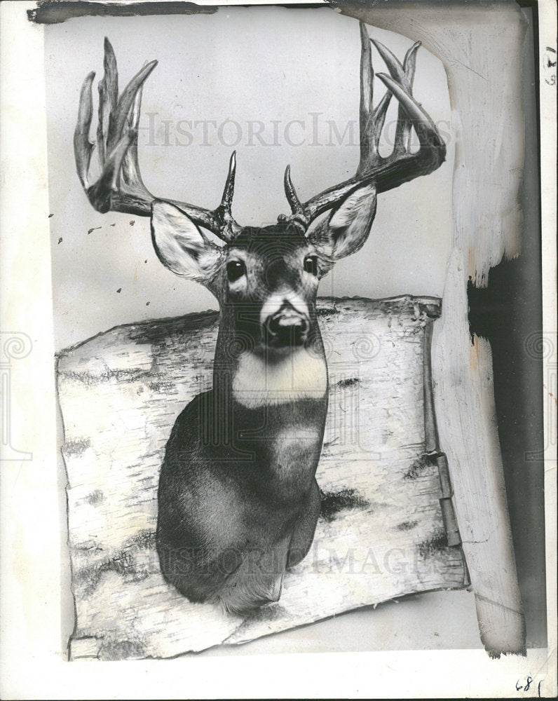 1934 Press Photo Mounted Head Deer Michigan Zoos  - Historic Images