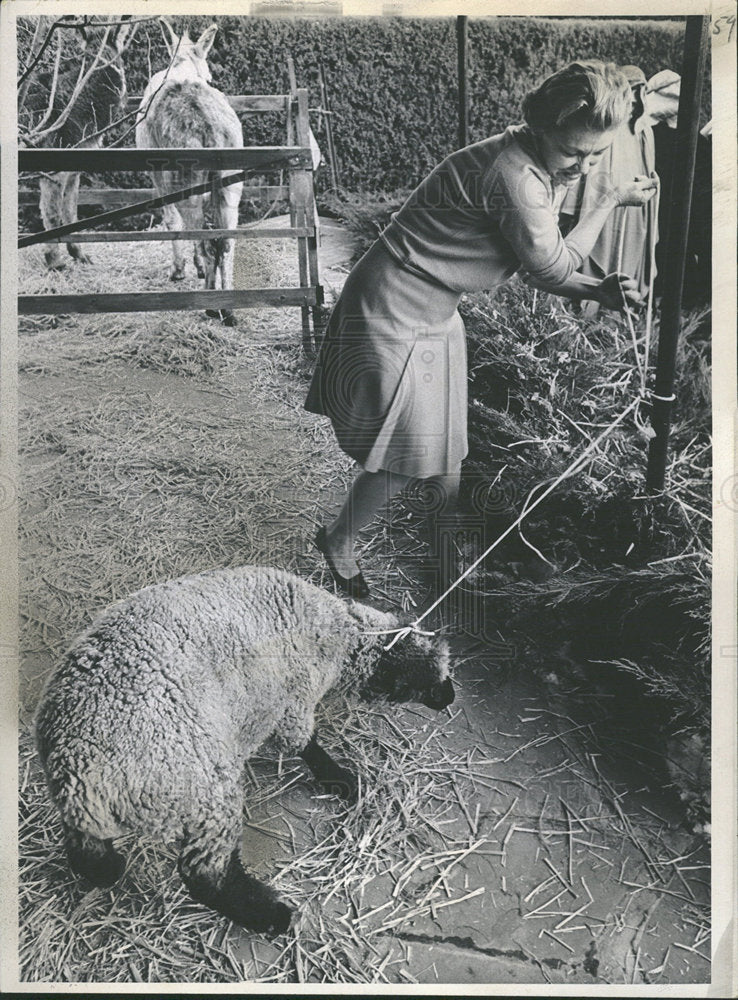 1968 Press Photo Sheep Nativity Scene Mrs Robert Hawley - Historic Images