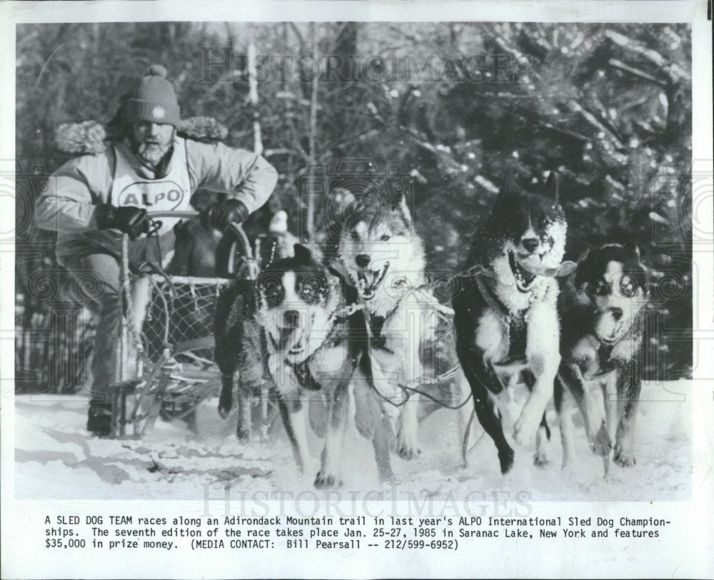 1985 Press Photo Sled Dogs Race In Alpo Championships - Historic Images