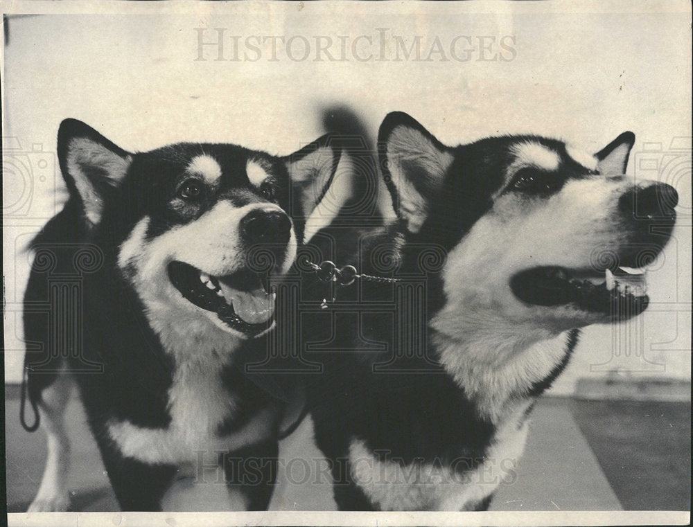 1973 Press Photo Two Alaskan Malamutes Dogs - Historic Images