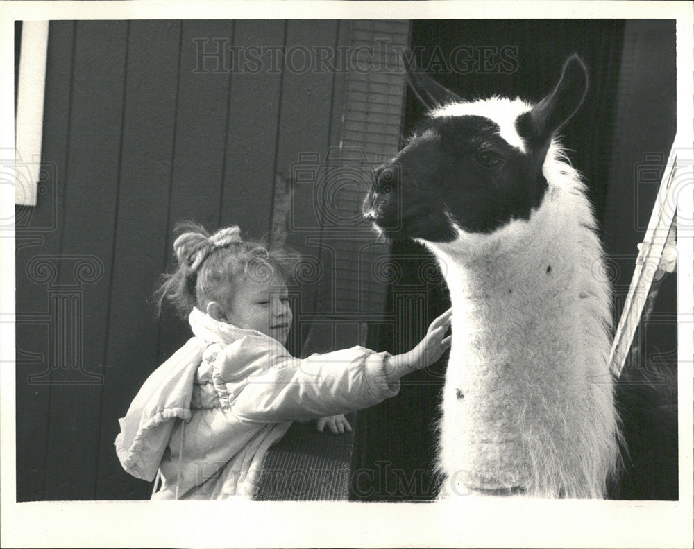 1988 Press Photo Girl Llama Children&#39;s Zoo - Historic Images