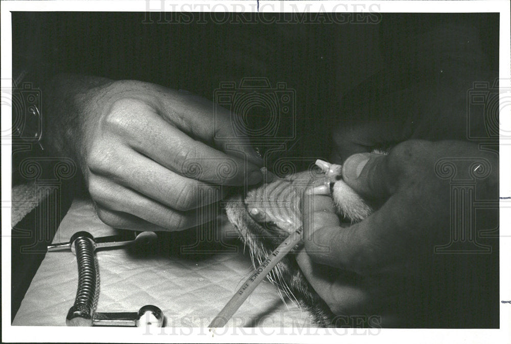 1981 Press Photo Fishing Cat Vets Teeth - Historic Images