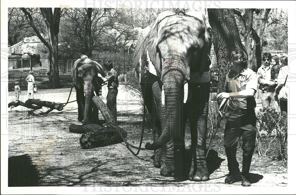 1980 Press Photo Brookfield Zoo Elephants - Historic Images