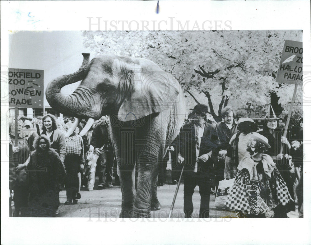 1985 Press Photo Affie The Elephant At Brookfield Zoo - Historic Images