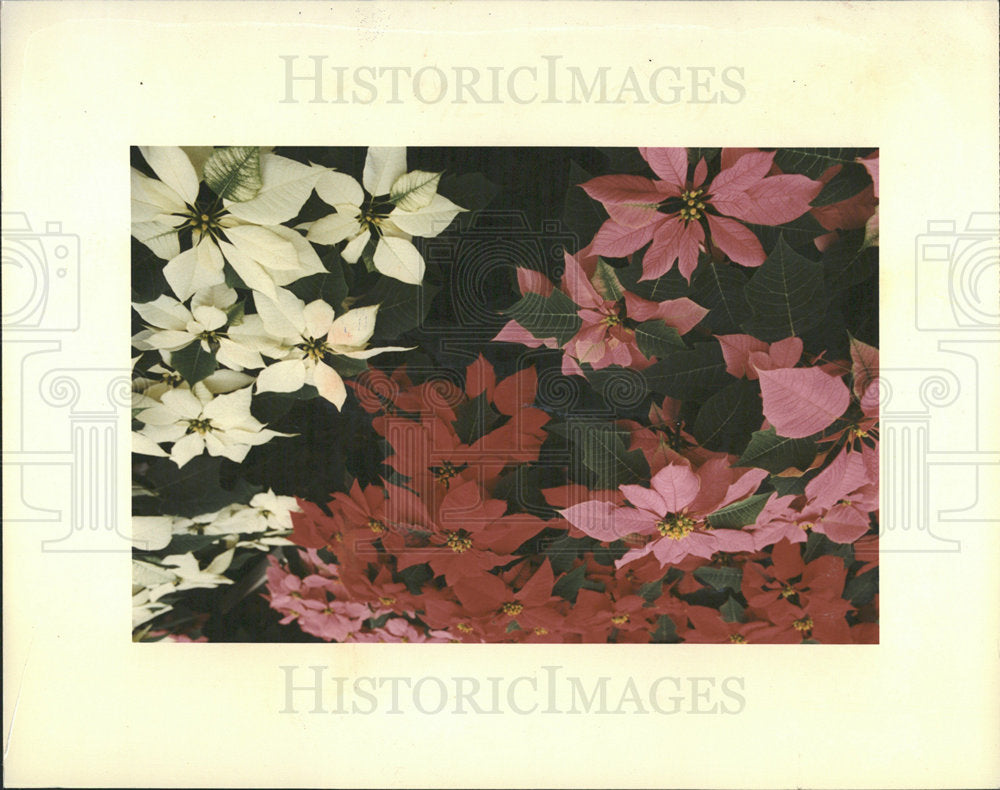 1981 Press Photo Poinsettias - Historic Images