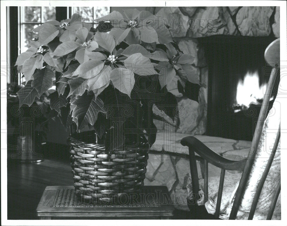 1994 Press Photo Poinsettia Model Plant  - Historic Images