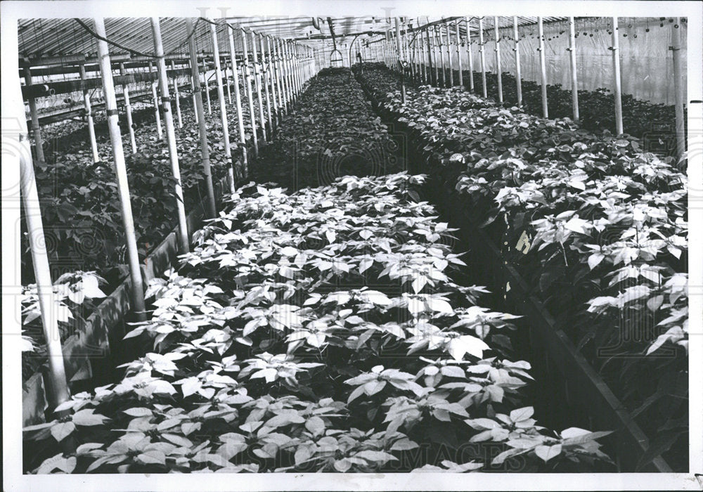 1966 Press Photo A Women Farm Planets  - Historic Images