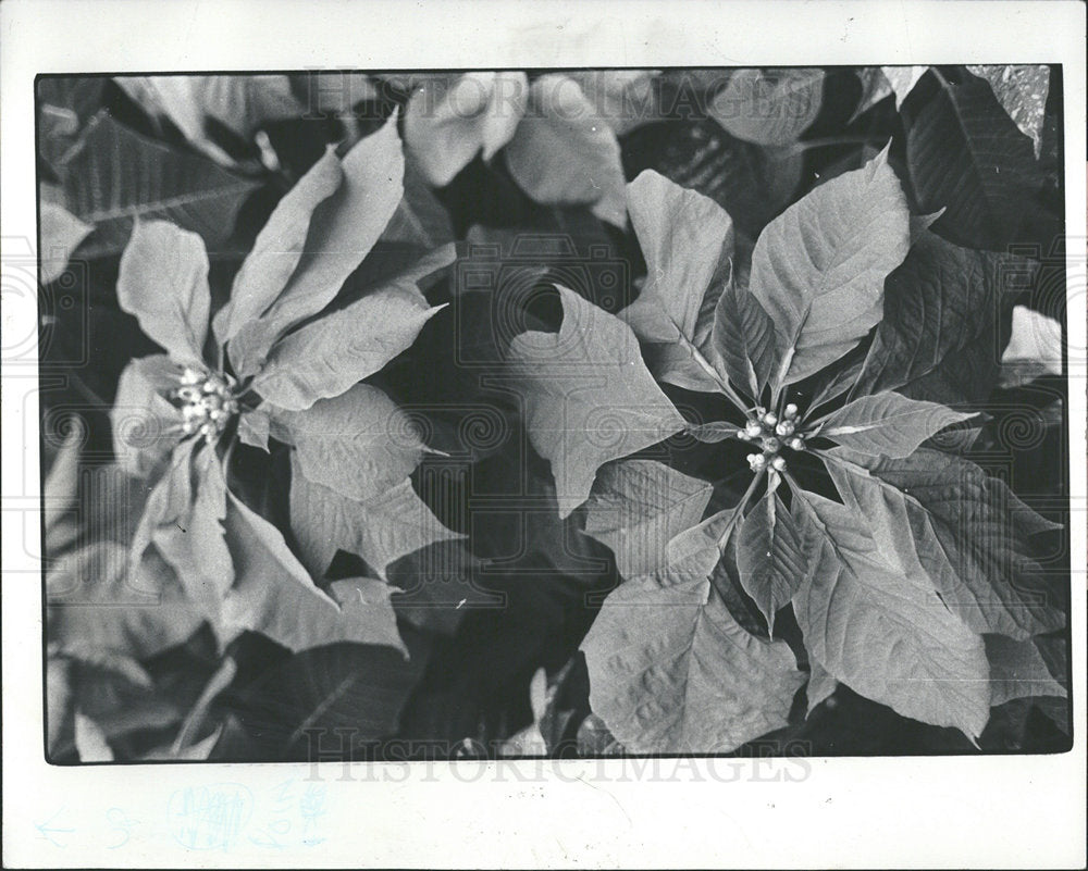1980 Press Photo Euphorbia Pulcherrima Poinsettia Speci - Historic Images