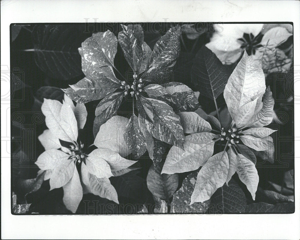 1977 Press Photo Poinsettias Plant Anderson Mexico Snap - Historic Images