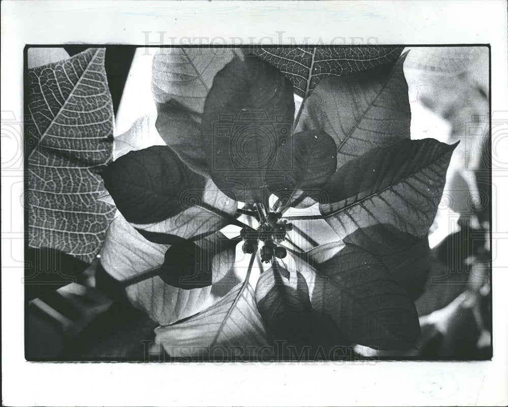 1977 Press Photo Poinsettias Plants Anderson  - Historic Images