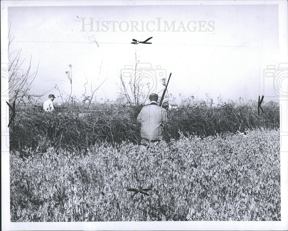 1963 Press Photo Flushing A Quail Out Of A Hedgerow - Historic Images