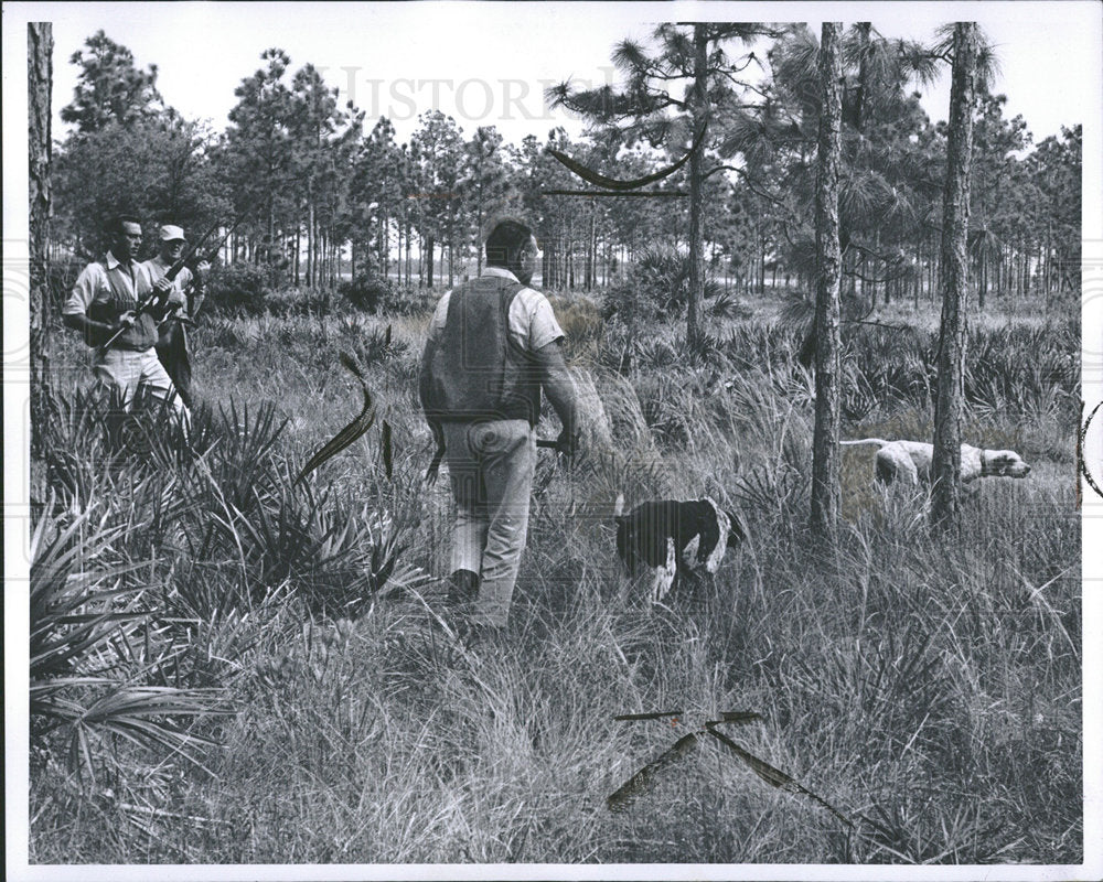 1964 Press Photo Hunting Quail In Florida - Historic Images