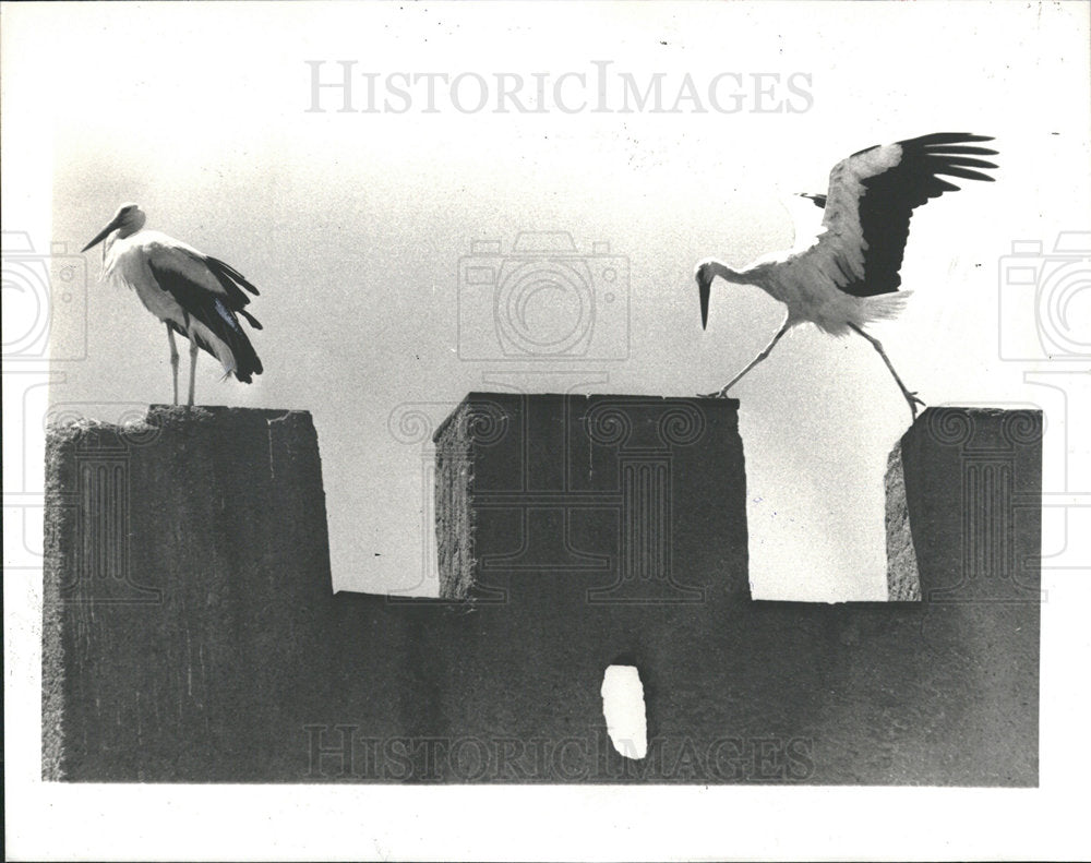 1984 Press Photo Storks In Caceres, Spain - Historic Images