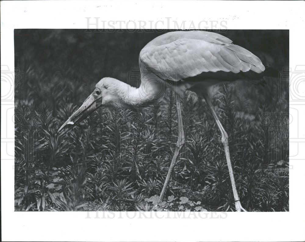 1982 Press Photo A Yellow-Billed Stork - Historic Images