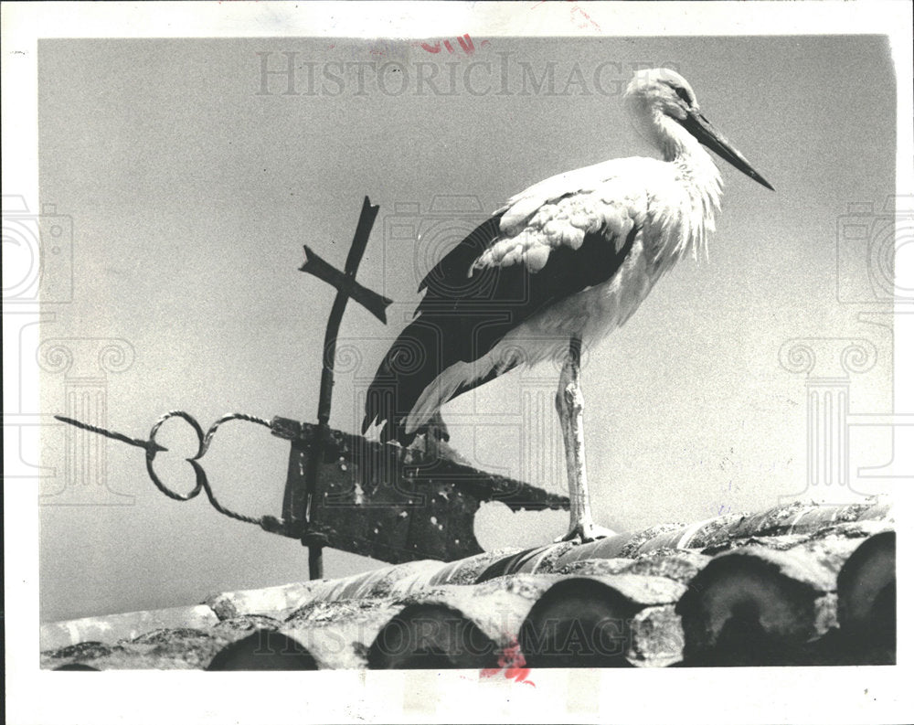 1984 Press Photo Storks Caceres Spain - Historic Images