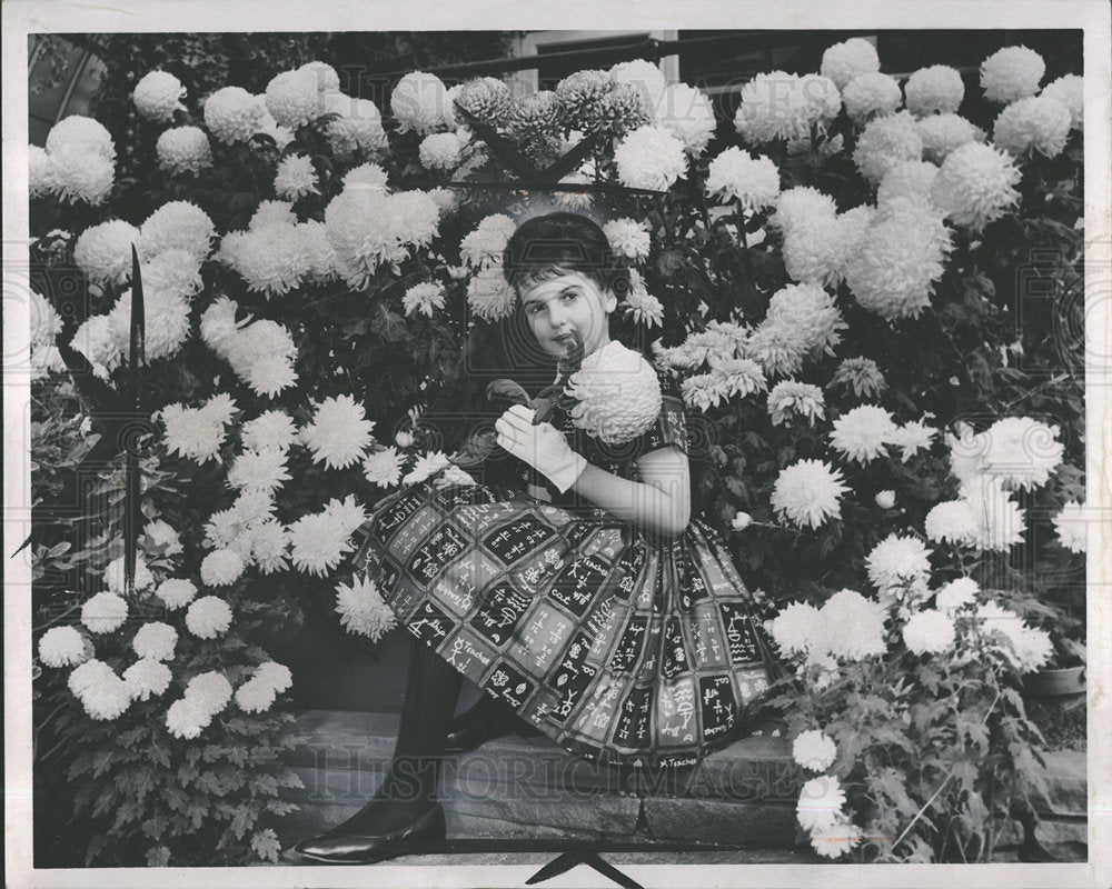 1962 Press Photo Chrysantemum Flowers Show - Historic Images