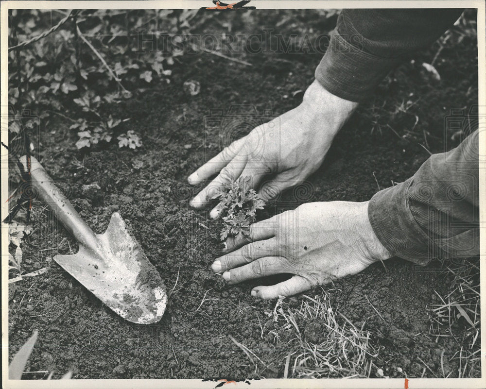 1964 Press Photo Dividing Chrysanthemums. - Historic Images