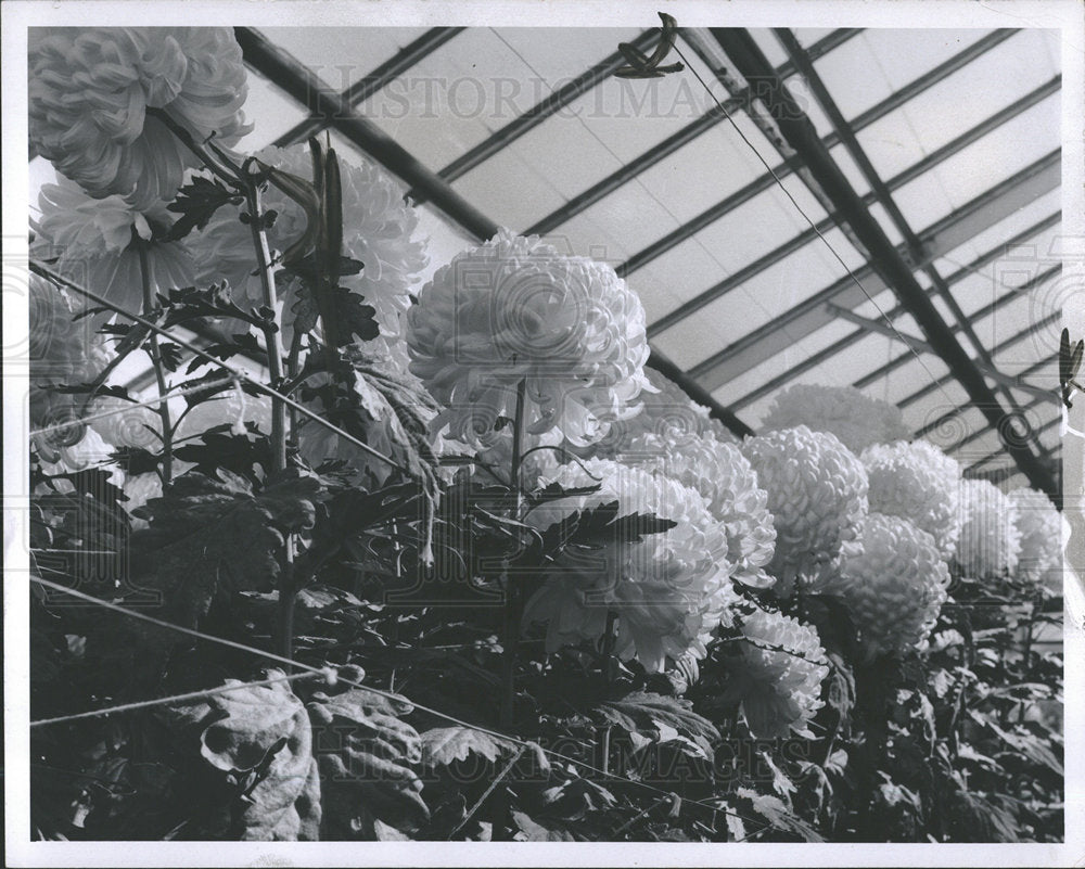 1966 Press Photo Greenhouse Chrysanthemums   - Historic Images