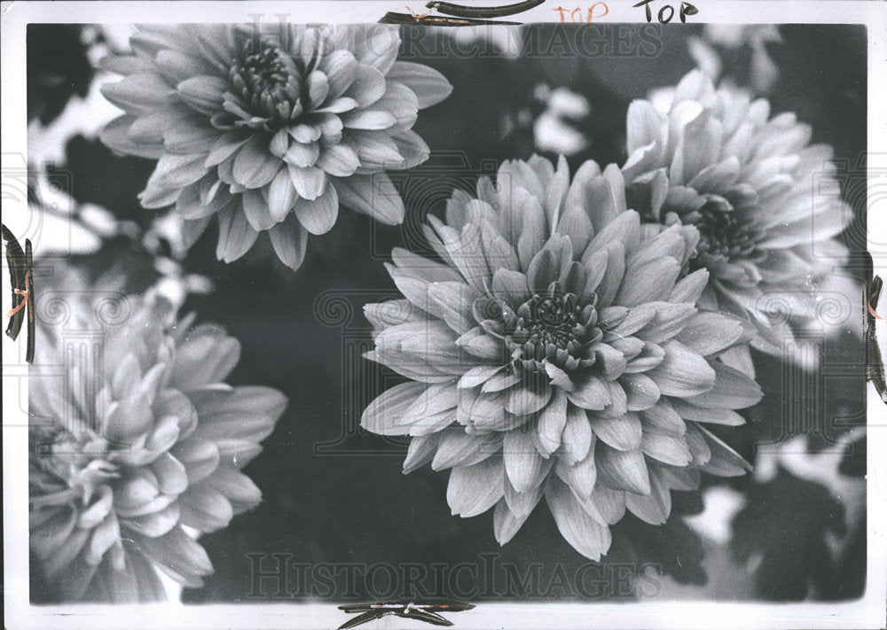 1970 Press Photo Chrysanthemum Belle Isle Conservatory - Historic Images