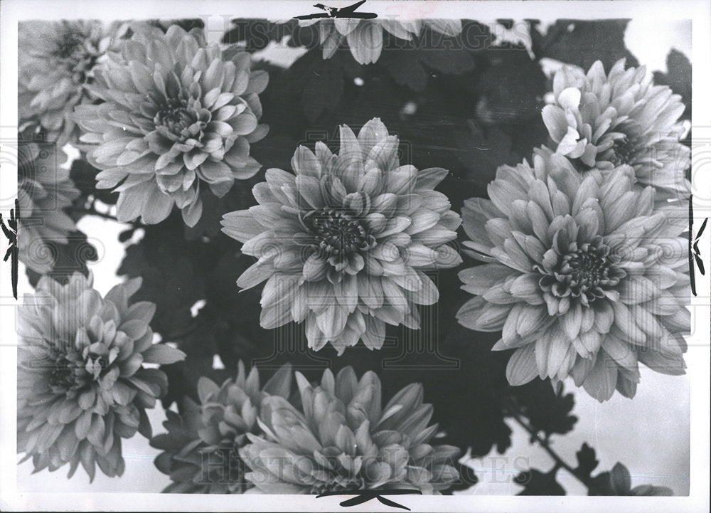 1970 Press Photo Chrysanthemums at Belle Isle Conservat - Historic Images