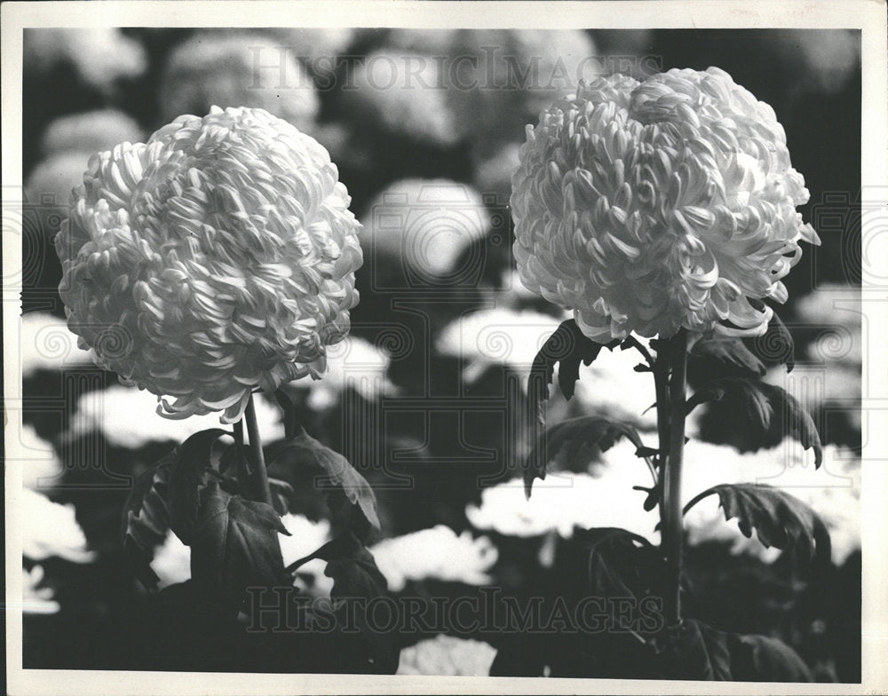 1936 Press Photo White  Chrysanthemum - Historic Images