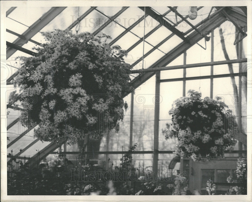 1935 Press Photo Chrysanthemums show at Detroit. - Historic Images