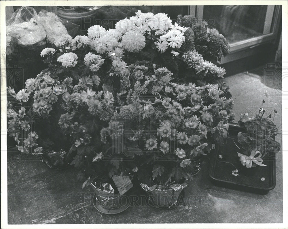 1980 Press Photo Chrysanthemums Hudson Flowers - Historic Images