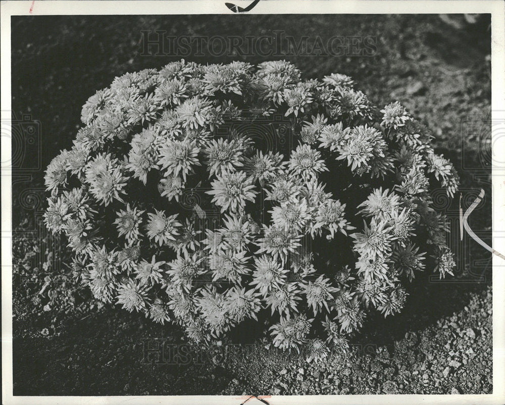 1961 Press Photo Chrysanthemum Flower Plant Arricot Pic - Historic Images
