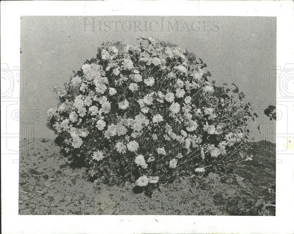 1941 Press Photo Chrysanthemum Dean Kay - Historic Images