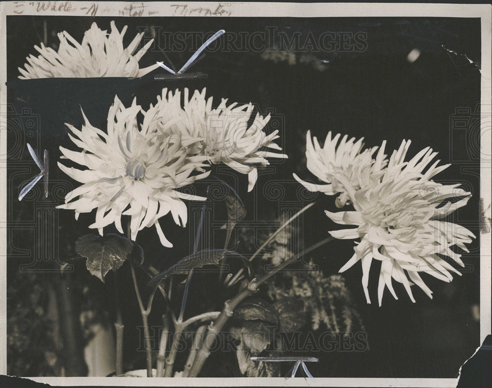 1938 Press Photo Chrysanthemum Plants Autumn Border  - Historic Images