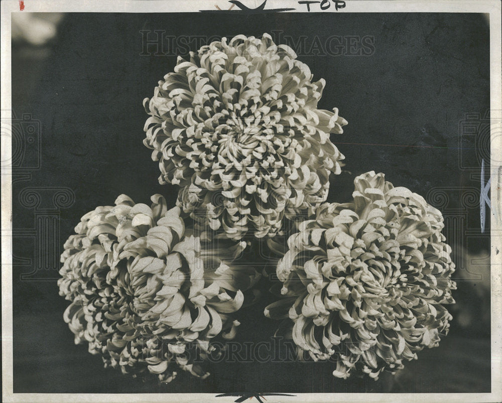 1954 Press Photo Chrysanthemum Flower Plant Jane Hicks - Historic Images