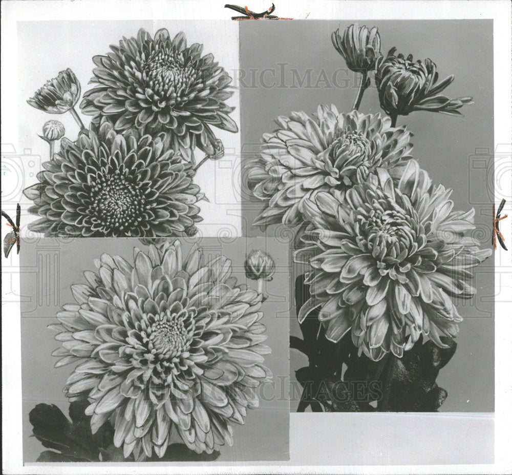 1959 Press Photo Chrysanthemum Mums Flowers - RRY17559 - Historic Images