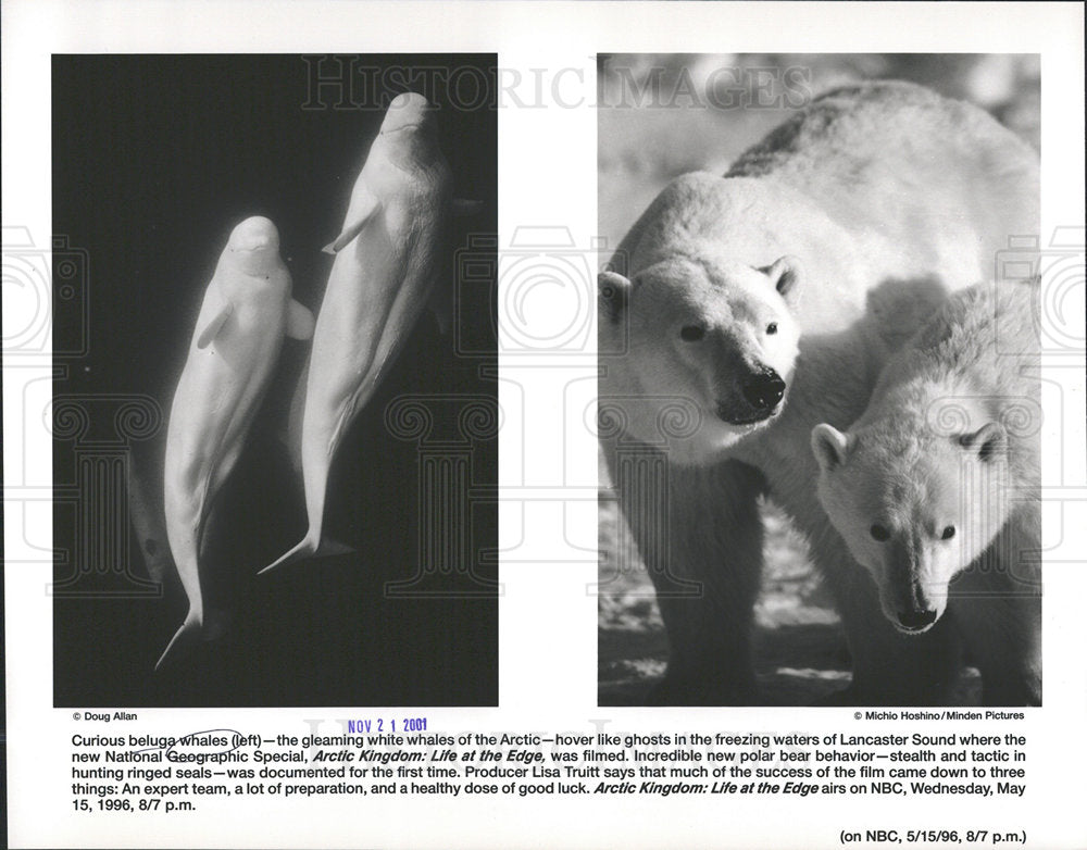 2001 Press Photo Beluga Whales White Artic Kingdom Bear - Historic Images