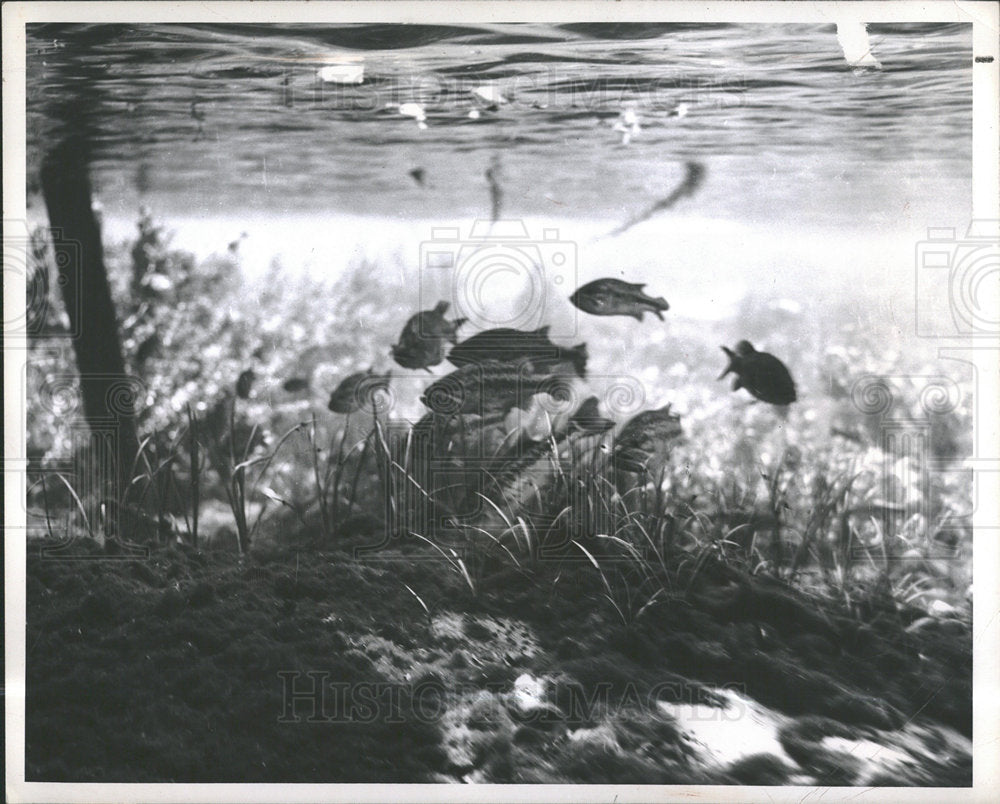 1948 Rainbow Spring Florida World Fish Snap - Historic Images