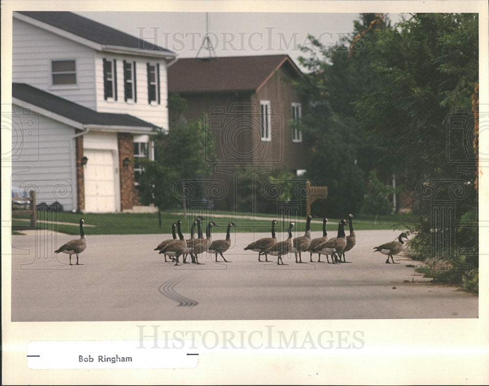 1989 Press Photo Geese wander Tyler Creek Elgin County  - Historic Images