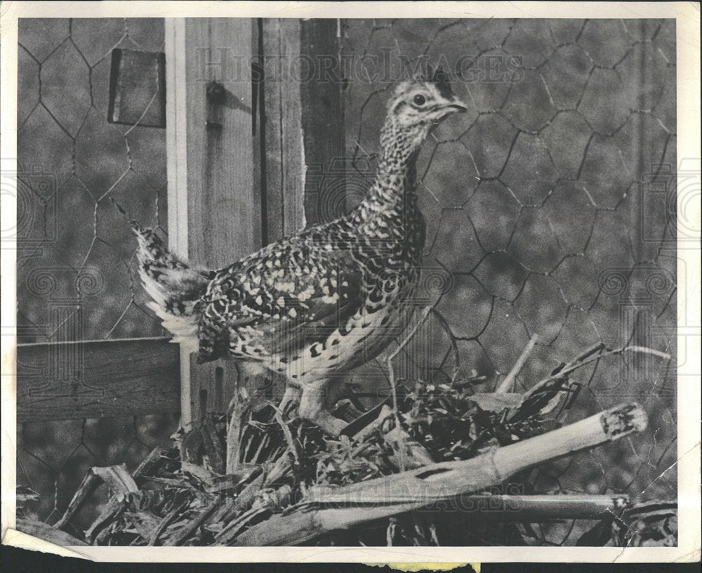 1970 Press Photo Hungarian Partridge Bird - Historic Images