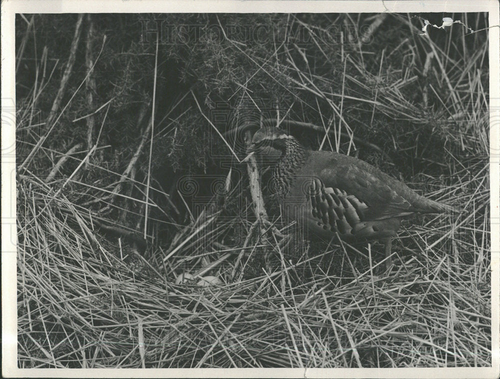 1940 Press Photo The Red Legged Partridge Bird  - Historic Images