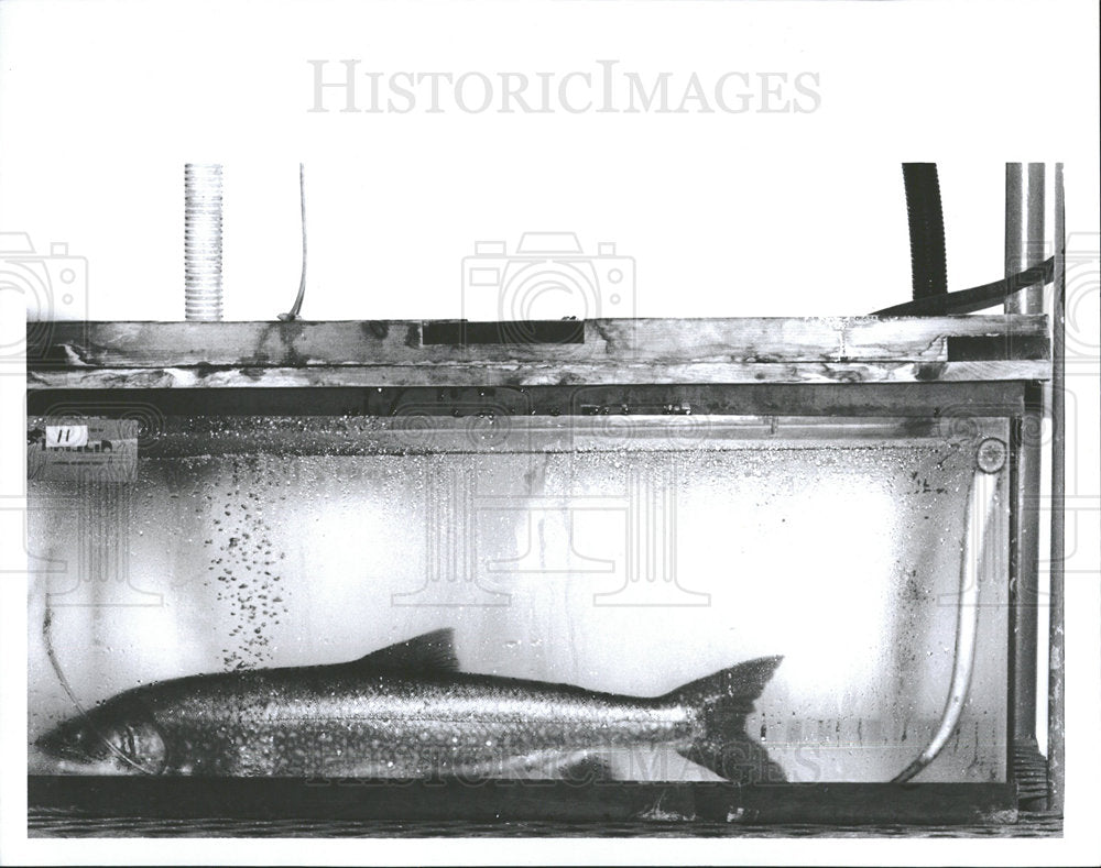 1991 Press Photo Male Lamphrey Hammond Bay  - Historic Images