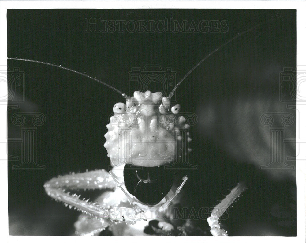 1995 Press Photo Close Up Of A Blunt-Faced Katydid - Historic Images